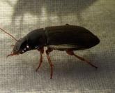 Pseudoophonus rufipes