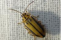 Xanthogaleruca luteola