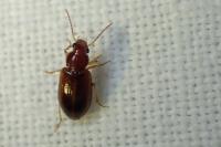 Bradycellus