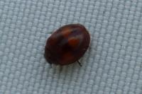 Exochomus quadripustulatus