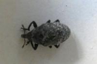 Larinus turbinatus