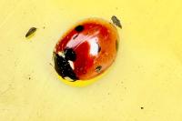Coccinella septempunctata