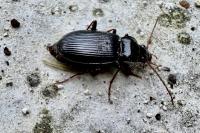 Nebria