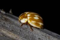 Myzia oblongoguttata