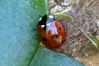 Coccinella septempunctata