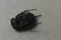 Valgus hemipterus