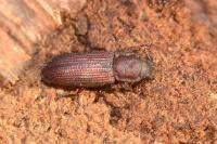 Pycnomerus terebrans