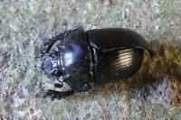 Typhaeus typhoeus
