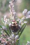 Chrysolina americana