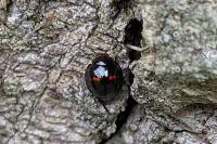 Chilocorus bipustulatus