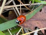 Coccinella septempunctata