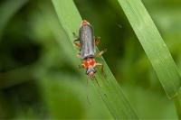 Cantharis pellucida
