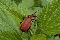 Pyrochroa serraticornis