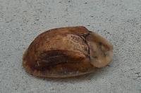 Cassida flaveola