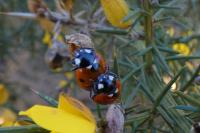 Coccinella septempunctata
