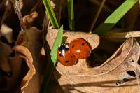 Coccinella septempunctata