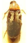Anaspis ruficollis