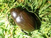 Hydrophilus piceus