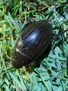 Hydrophilus piceus