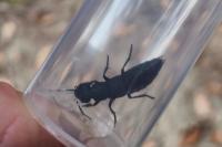 Ocypus olens
