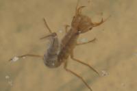 Dytiscus