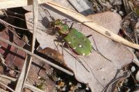 Cicindela campestris
