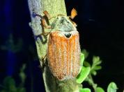 Melolontha melolontha