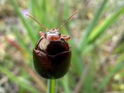 Chrysolina bankii