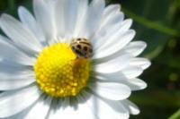 Tytthaspis sedecimpunctata