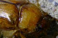 Rhizotrogus marginipes