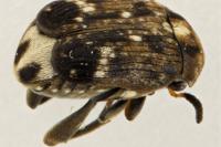 Bruchus pisorum