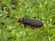 Cantharis rustica