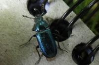 Platycerus caraboides