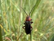 Cantharis rustica