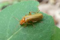 Cantharis