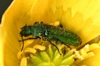 Psilothrix viridicoerulea