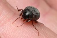 Maladera holosericea