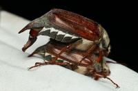 Melolontha melolontha