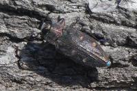 Chrysobothris affinis