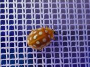 Halyzia sedecimguttata