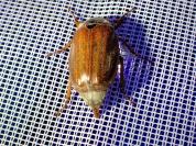 Melolontha melolontha