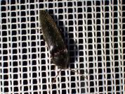 Melanotus