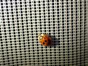 Harmonia axyridis