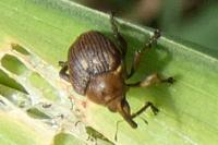 Mononychus punctumalbum