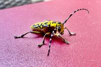 Saperda scalaris