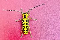 Saperda scalaris