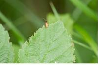 Rhagonycha nigriventris