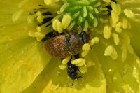 Byturus ochraceus