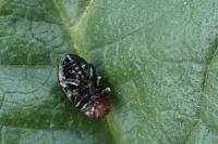 Podagrica fuscipes