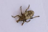 Cleonis pigra